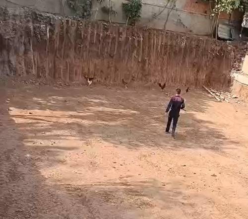 Batman’da İtfaiye Ekiplerinden ’tavuk Kurtarma’ Operasyonu