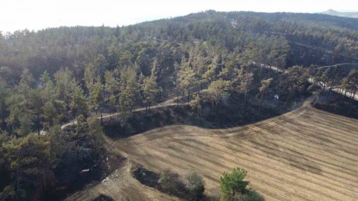Çanakkale’deki Yangında Çiftliğinde 5 Milyon Tl Zarar Oluştu