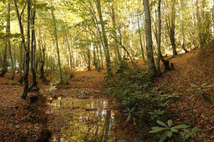 Zonguldak Ormanlarında Sonbahar Güzelliği