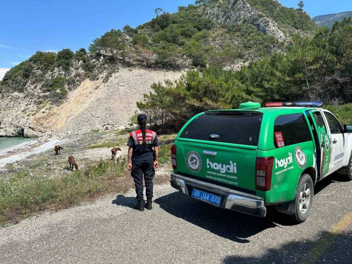 Bu Bitkiyi Koparmanın Cezası 245 Bin Tl