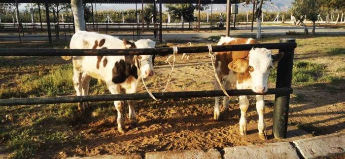 Böyle Unutkanlık Görülmedi