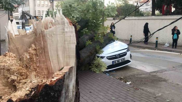 Bursa’da Lodos Hayatı Felç Etti