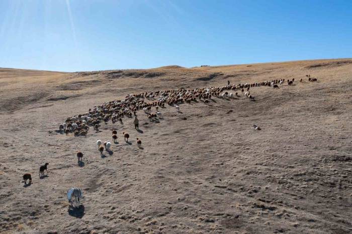 Küçükbaş Hayvan Üreticilerine Kredi Desteği