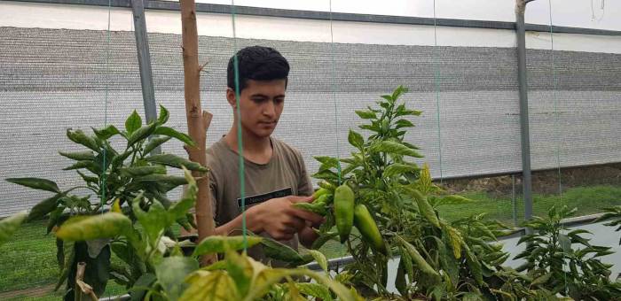 Derecik’te Seracılık Gelişiyor