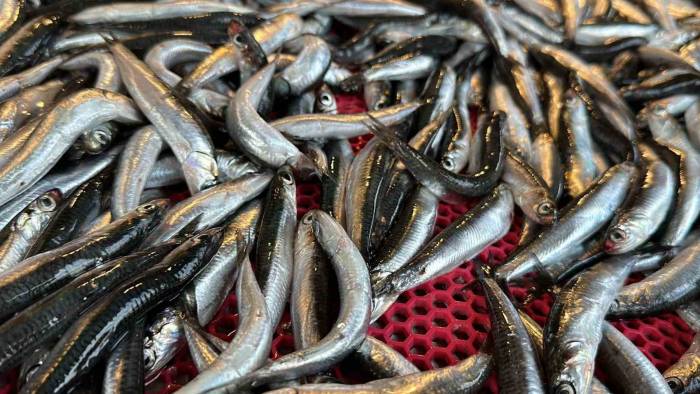 Sıcak Hava Karadeniz’de Balığı Etkiledi