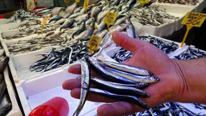 Bollaşan Hamsinin Fiyatı Ucuzladı