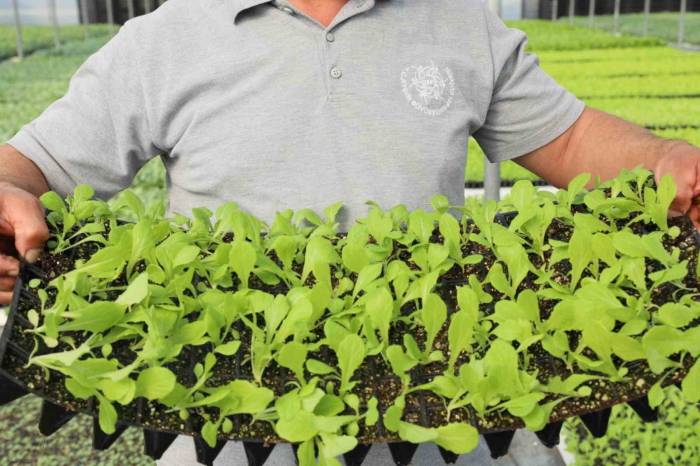 Büyükşehir, Kışlık Fidelerin Dağıtımına Yarın Başlıyor