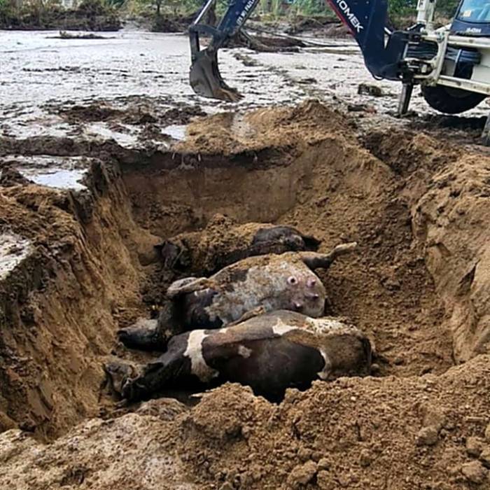 Söke’de Sel Felaketinin Tarımsal Üretimdeki Zararları Da Ortaya Çıkıyor