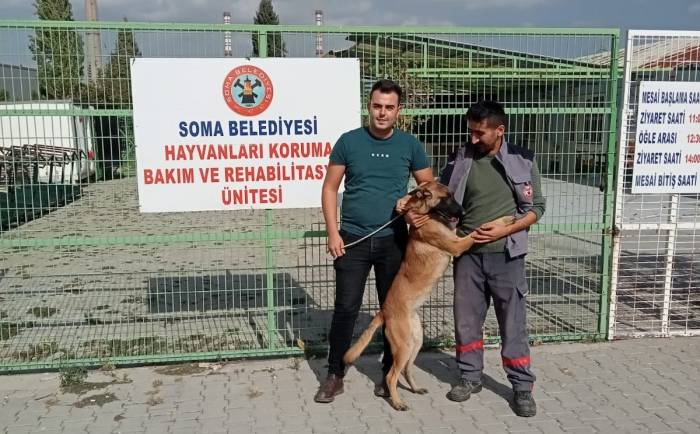 İzmir’de Kaybolan Köpek Soma’da Sokakta Bulundu