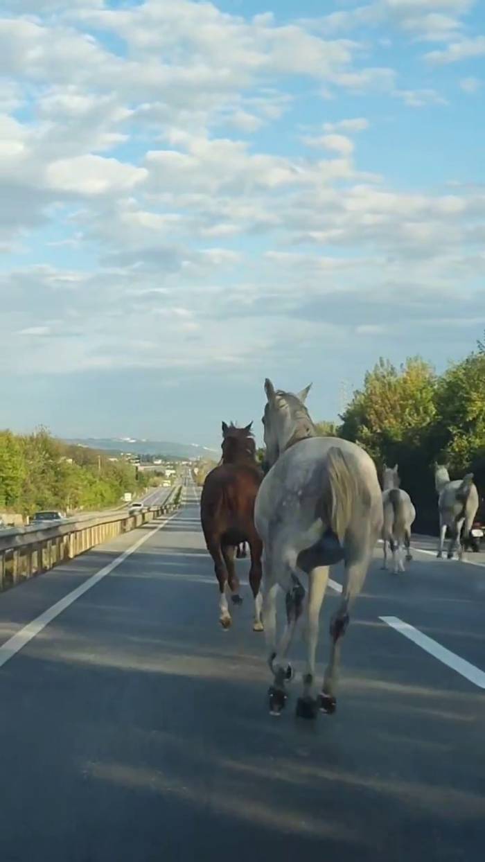 Asfaltı Pist Sanıp Dörtnala Koştular: Görenler Şaşkına Döndü