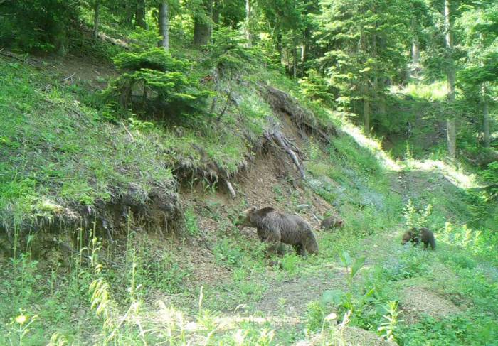 Sürekli Olarak Yerleşim Alanlarına Girmeye Başlayan Ayılarla İlgili Önemli Uyarı