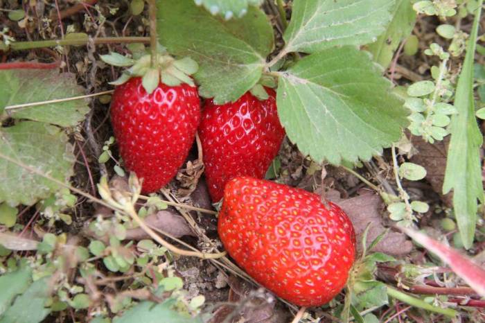 Açık Alanda Son Hasat: Kilosu 50 Liradan Alıcı Buluyor