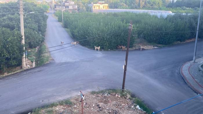 Sokak Köpeğinin Saldırdığı 3 Tekerlekli Motor Böyle Devrildi