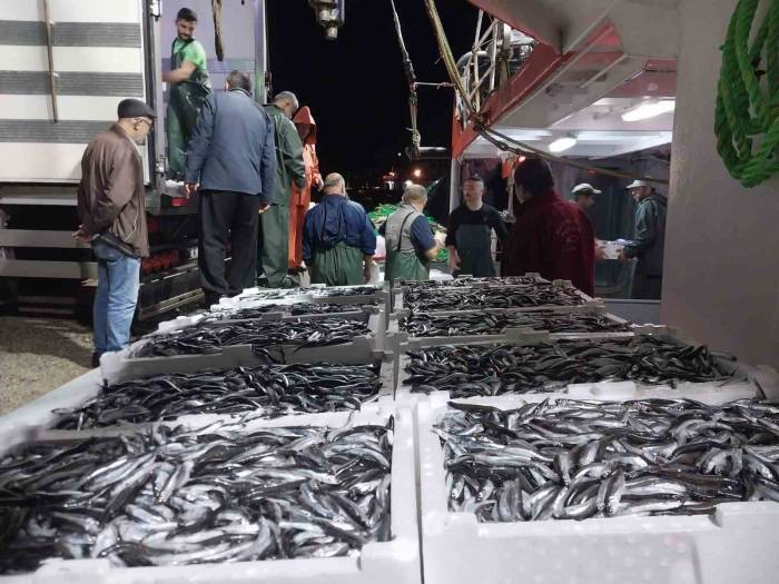 Balıkçıların Yüzü Hamsi İle Güldü