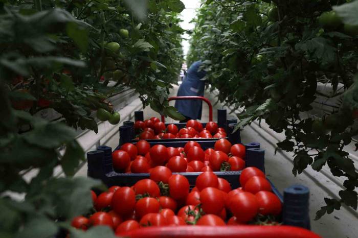 5 Aylık Hasat Döneminde 500 Ton Domatesle Rekor Üretim