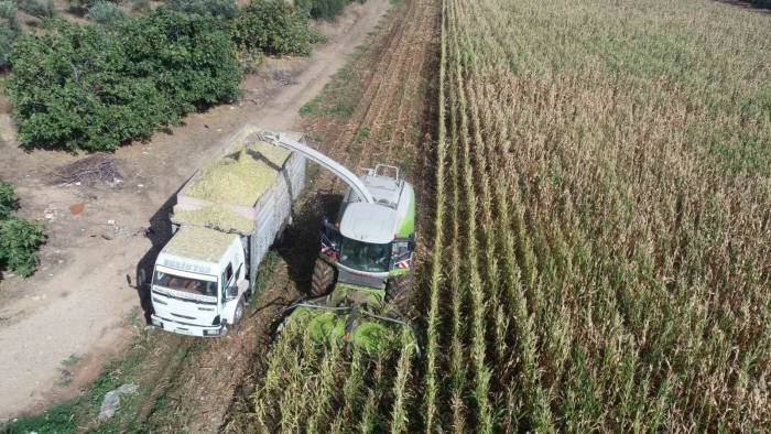Şehzadeler Belediyesi’nden Üreticiye Silajlık Yem Desteği