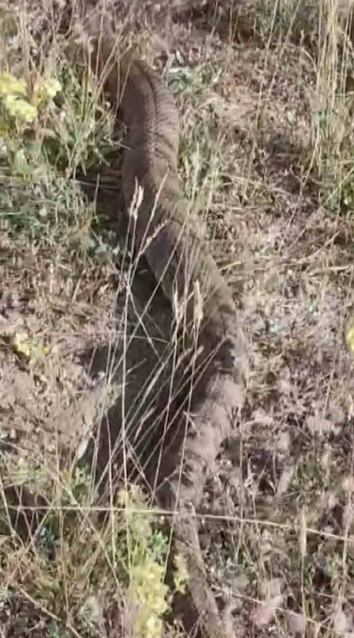 Sivas’ta Görüntülenen Dev Yılan Hayrete Düşürdü