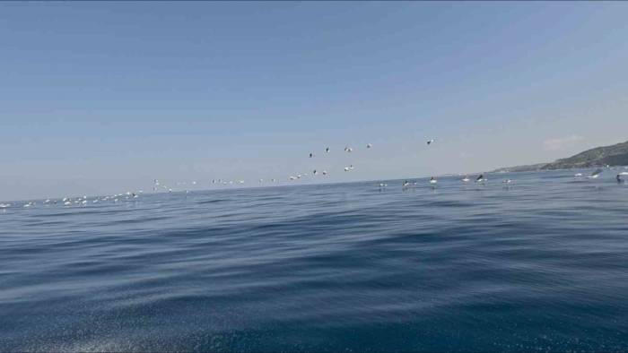 Yüzlerce Pelikan Göç Yolculuğunda Havadan Görüntülendi