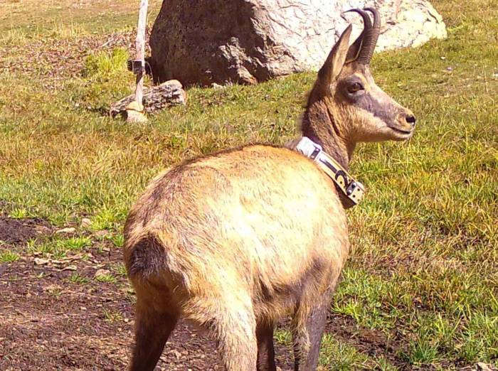 21 Yaban Keçisi Yaklaşık Bir Yıl Boyunca Uydu Verileriyle İzlendi: Takip Boyunca Pek Çok Veri Ortaya Çıktı