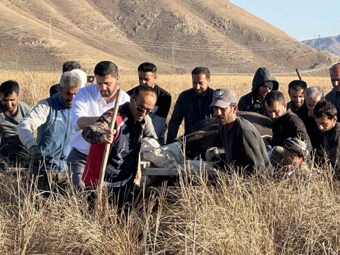 11 Gün Önce Kaybolan İneği Sedye İle Kurtarma Çalışması