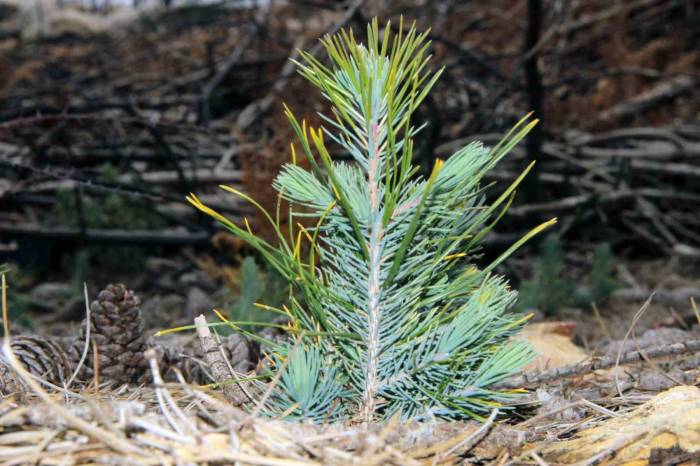 Muğla’da 62 Bin Fidan Toprakla Buluşacak