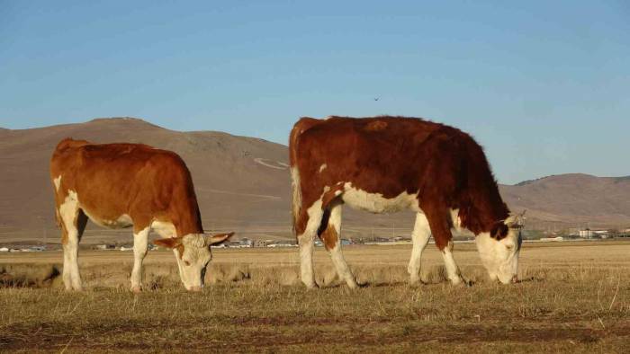 Sıcak Hava Çiftçilere Olumlu Yansıdı