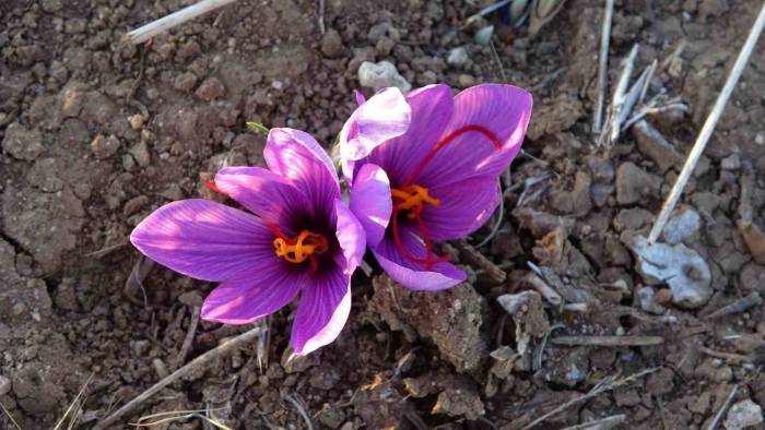 Dünyanın En Pahalı Baharatı