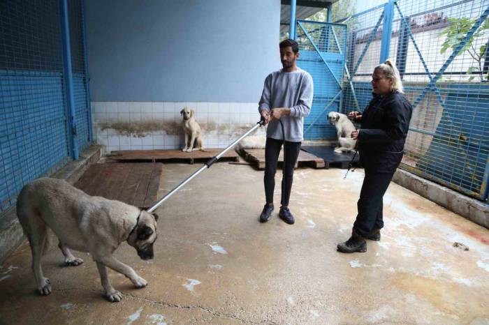 Sürü Halinde Dolaşan Sokak Köpeklerinden Korunma Tüyoları