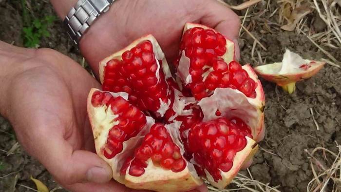 Havran Nar’ında Hasat Dönemi