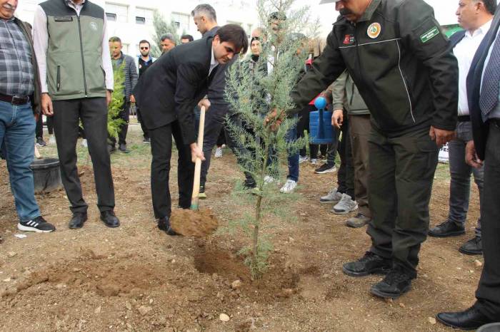 Şırnak’ta 250 Bin Fidan Toprakla Buluşacak
