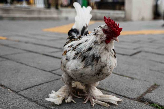 İzmir Sokaklarını Omuzunda ’horoz Bıdık’ İle Karış Karış Geziyor