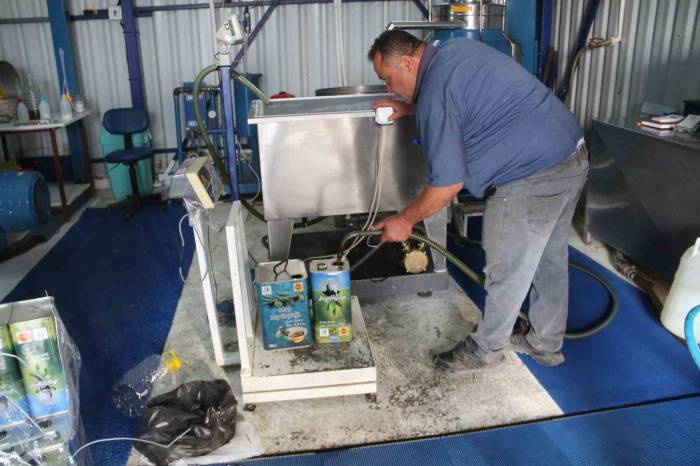 Bahçeden Sofralara Zeytinyağı Yolculuğu