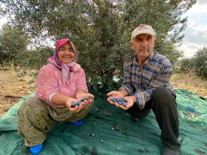 Antalya’da Şarkılı Türkülü Zeytin Hasadı