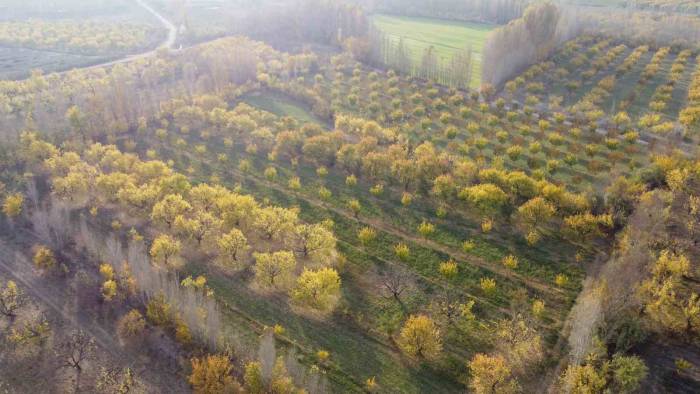 Iğdır’da Sonbaharın Son Demleri Göz Kamaştırdı