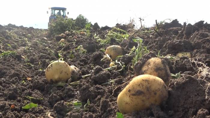 Muşlu Kadınların Patates Hasadı Mesaisi