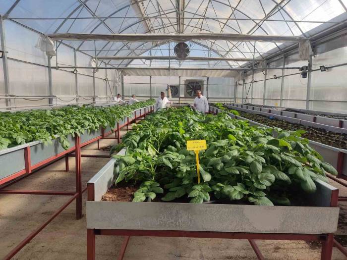 Topraksız Tarımla Patateste Tohumluk Üretim Arttı