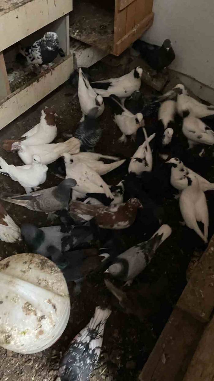 Bandırma’da Güvercin Hırsızlığı