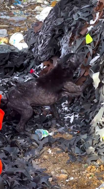 Ayağına Lastik Dolanan Köpeğin Yardımına Hayvanseverler Yetişti