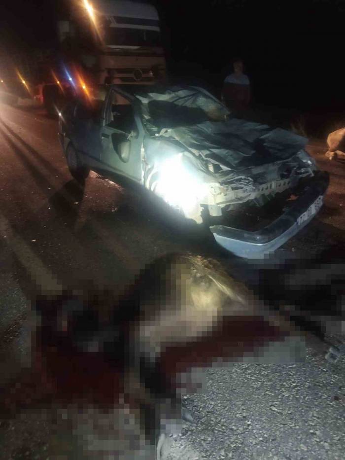 Diyarbakır’da Otomobil Mandalara Çarptı: 2 Kişi Yaralandı, 3 Manda Telef Oldu