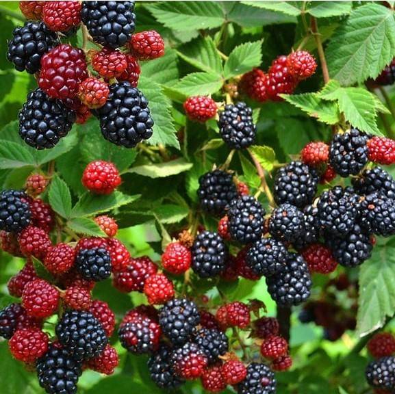 Üreticilere Yüzde 50 Hibeli Meyve Fidanı