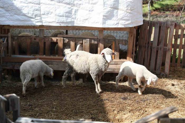 Üretici Kadınlara Merkezefendi Belediyesi’nden Yüz Güldüren Destek