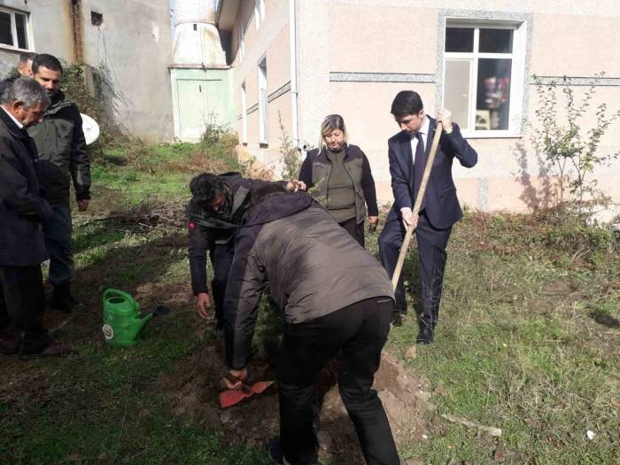 Pazaryeri’nde Fidanlar Toprakla Buluştu