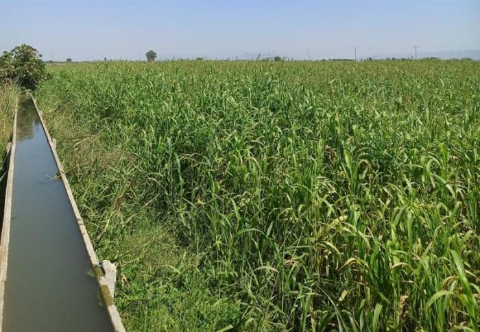 Aydın’da Yem Bitkilerinin Ekimi Yaygınlaştırılıyor