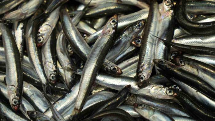 Bolu’da Hamsiye Rağbet Sürüyor