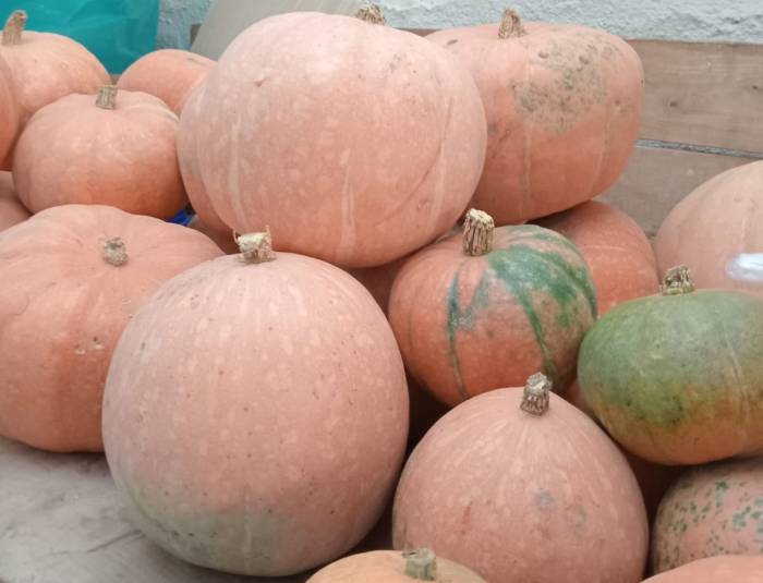 Aynı Tohumdan 10 Kat Fazla Ürün Aldı