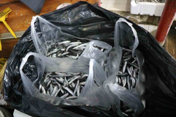 Karadenizlilerin Burun Kıvırdığı Hamsi Anadolu’ya Kolilerle Gönderiliyor