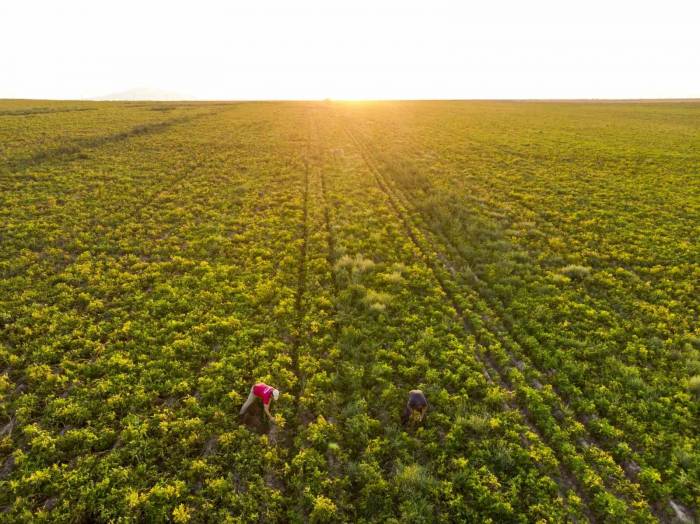 Atakey’e Sürdürülebilir Tarım Standartlarında ‘Altın’ Belge