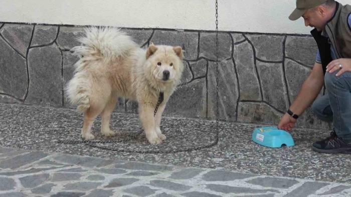 "Mike", Minnet Borcunu Kurtarıcılarının Bekçi Köpekliğini Yaparak Ödüyor