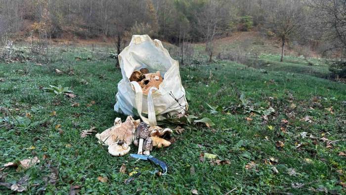 Bilecik’te Vatandaşlar Çuval Çuval Kanlıca Mantarı Topladı
