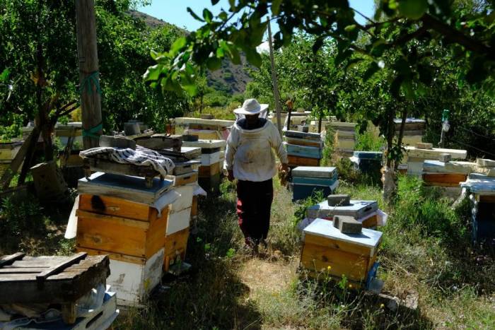 Erzincan’da Arıların "Tatlı Uykusu" Başlıyor